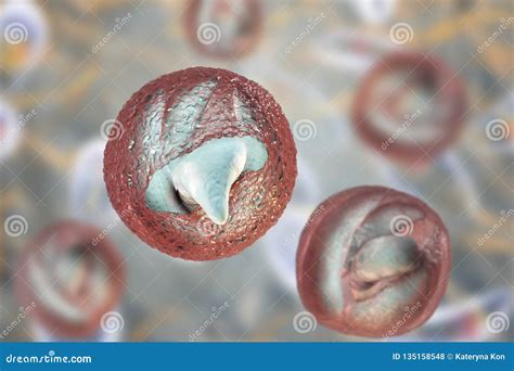  Cryptosporidium - A Microscopic Marvel That Can Make You Very Uncomfortable Indeed!