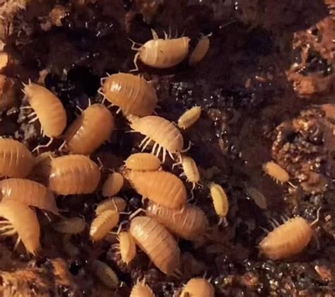  Millipedes: Tiny Armored Tanks Roaming the Forest Floor!