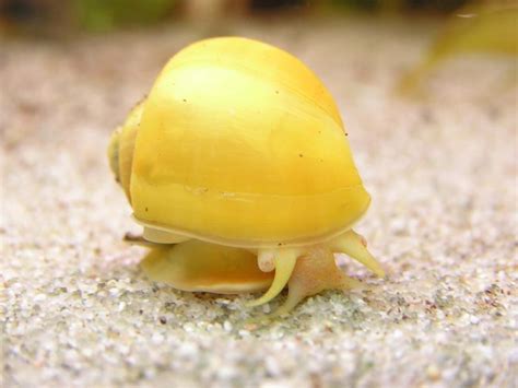  Dolichospira! Unveiling the Mysteries of This Shell-Bearing Snail's Oceanic Habitat