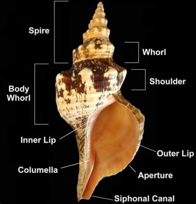 Florida Cone!  An Aquatic Gastropod Embarking on Its Shell-tastic Journey From Deep Sea Trenches to Coastal Shores