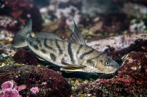  Kingfish! This Ancient Fish Can Leap From Water and Exhibit Remarkable Camouflage Abilities