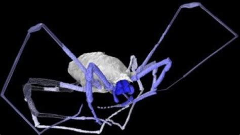 Mesothelae! Discover These Ancient Arachnids With Unique Silk Spinning Abilities