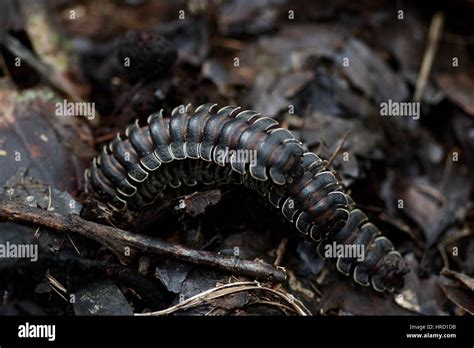  Millipedes: Tiny Armored Tanks Roaming the Forest Floor!