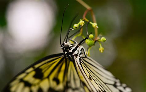  Net-Winged Butterfly: Can These Masters of Deception Fool Even the Keenest Eye?