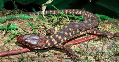  Yellow-Spotted Lizard: A Tiny Terror With Legs That Look Like They Belong On A Dinosaur!