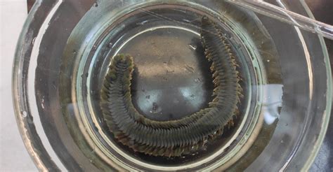  Zebra Worm: This Burrowing Beast Boasts Remarkable Regenerative Abilities and Thrives in Coastal Sediments