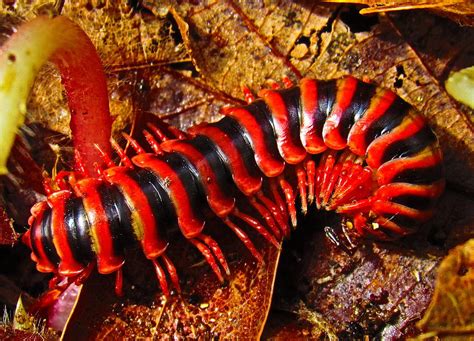 Almond Millipede: Unlocking the Secrets of This Underground Armored Arachnid!