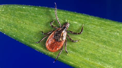 Babesia!  Tiny Tick-Borne Parasites That Can Wreak Havoc on Your Bloodstream