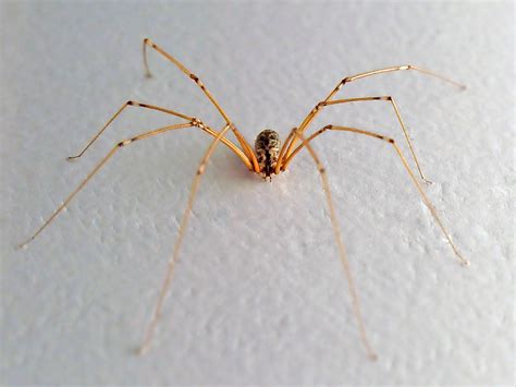  Daddy Longlegs Spider: A Curious Creature that Walks on Stilts! 