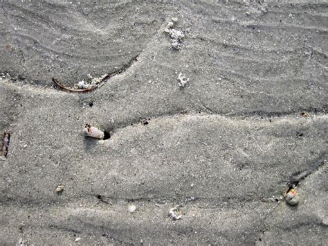  Donax! Discover These Tiny Clam's Remarkable Burrowing Prowess and Their Role as Coastal Ecosystem Engineers