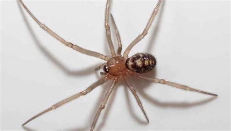  False Widow Spider: A Tiny Terror Hiding In Plain Sight Among Our Homes!