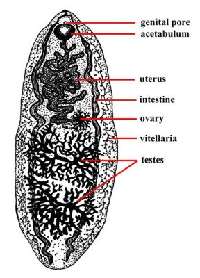  Fasciolopsis Buski: A Trematode Worm With an Appetite for Snail Slurries and Human Intestines!