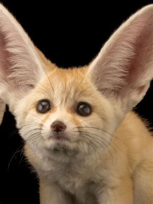  Fennec Fox: Discover the Secrets of This Tiny Desert Dweller With Enormous Ears!