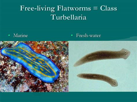 Free-Living Flatworm: A Masterful Microscopic Magician Living an Enchanting Aquatic Existence!