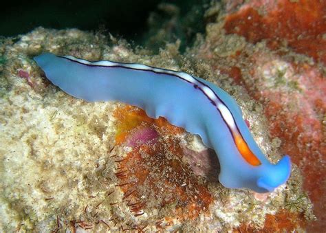  Free-Living Flatworm: A Tiny Aquatic Wonder That Crawls Like a Snail Yet Hunts Like a Tiger!