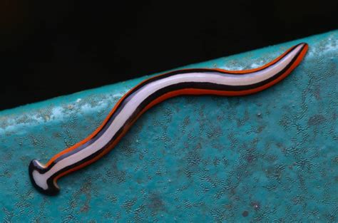 Hammerhead Worm: A Tiny Terror That Lives Up To Its Name With Incredible Regenerative Abilities! 