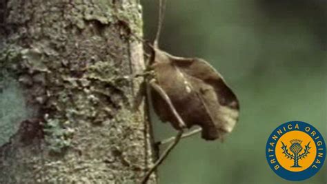  Katydid: This Masterful Mimic Can Effortlessly Blend Into Its Surroundings While Producing Melodies That Rival Any Orchestra!