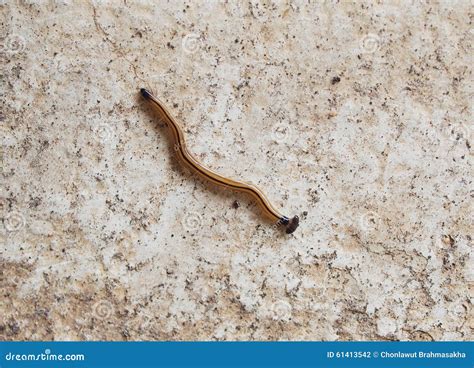  Kentrophorous! A Tiny Flatworm With an Appetite for Carrion