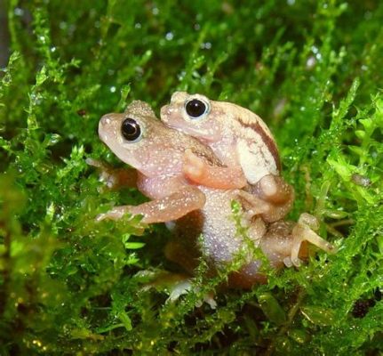  Kihansi Spray Toad: A Miniature Masterpiece Thriving in a Cascade Wonderland!