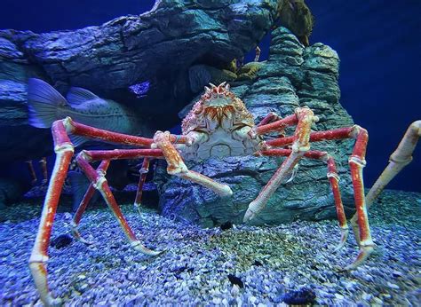  King Crab - An Underwater Monarch Whose Exoskeleton Shimmers Like a Precious Jewel!