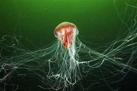  Lion's Mane Jellyfish: A Giant Pulsating Blob With Tentacles Longer Than a Bus!