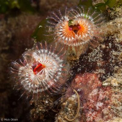 Ocean-Dwelling Worms: Are You Ready To Meet the Magnificent Orb Snail?