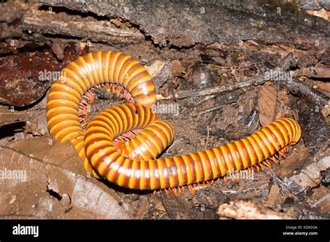  Orange Millipede: Uncovering the Secrets of These Slow-Moving but Intriguingly Colorful Arthropod Wonders!