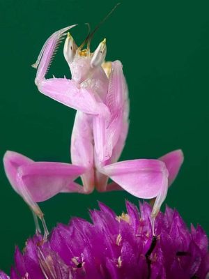 Orchid Mantis! A Stunning Bloom-Mimicking Insect That Thrills With Its Camouflage Abilities