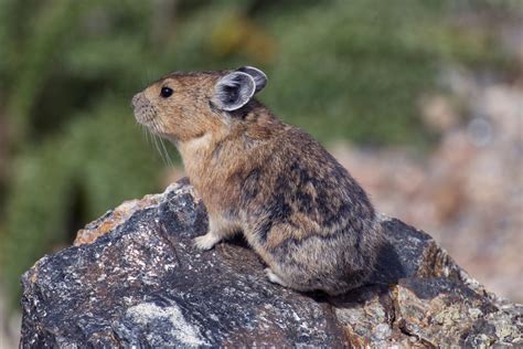  Pika! Discovering the Tiny Mammal that Thrives in High-Altitude Habitats