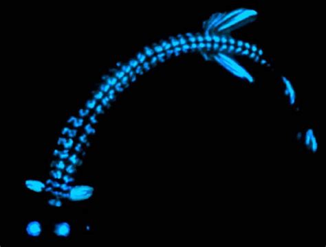  Quasimoto: An Intriguing Tiny Creature With Exquisite Bioluminescence Capability