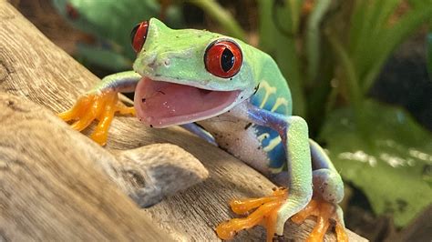 Red-Eyed Tree Frog:  Can this Vibrant Amphibian's Vivid Eyes Spot Danger Lurking Amongst Lush Rainforest Leaves?