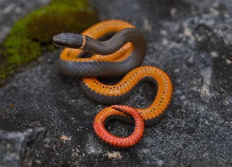 Ringneck Snake - A Tiny Reptile Hiding Treasures Under Logs and Embracing Its Venomous Nature!