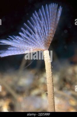  Sabella: A Feathery Tube-Dwelling Worm That Practices Underwater Farming!