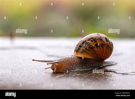 Snail! These Soft-Bodied Gastropods Possess an Extraordinary Shell for Protection and Mobility