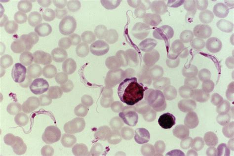 Trypanosoma! A Tiny Flagellated Parasite Lurking within a Myriad of Vertebrate Hosts