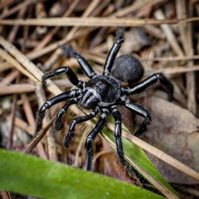  Ummidia - This Many-Legged Marvel Will Astonish You With Its Unique Feeding Strategy!