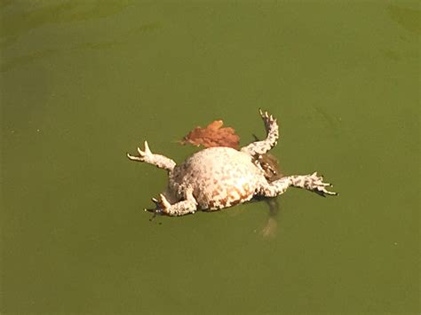  Unusual Underwater Acrobat: Unveiling the Amazing Lifestyle Habits of the Upside-Down Frog!