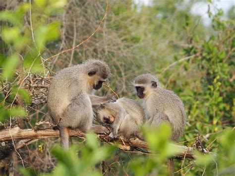  Vervet Monkey! A Curious Primate Known for Its Distinctive Alarm Calls and Complex Social Interactions