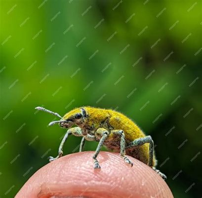 Weevil A Tiny Beetle With An Impressive Feeding Frenzy!