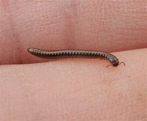  White-Legged Millipede: A Tiny Architect Constructing Underground Mansions!