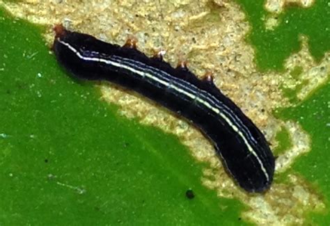 Yellow-Stripe Worm: A Burrowing Behemoth With Exquisite Feeding Habits!